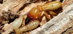 Termites - Arco